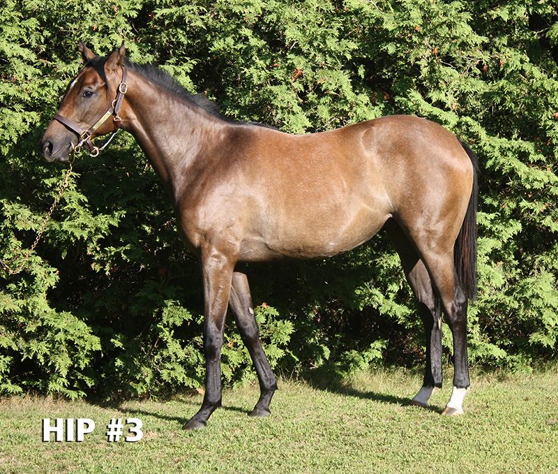 Yearling Sale | CTHS Ontario